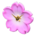 Cherry-blossom clock's Pink variant