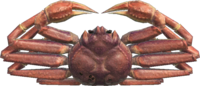 Artwork of snow crab