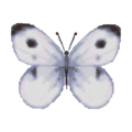 Common Butterfly CF Model.png