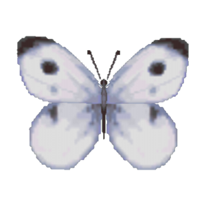 Common Butterfly CF Model.png