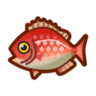 Red snapper