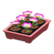 Potted starter plants's Pink variant