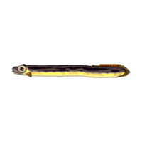 Artwork of eel