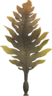 seaweed