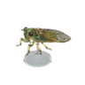 evening cicada model