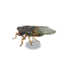 giant cicada model