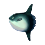 Ocean sunfish - Animal Crossing Wiki - Nookipedia