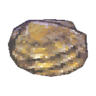 pearl oyster