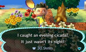 Caught Evening Cicada NL.jpg
