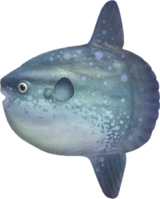 Artwork of ocean sunfish