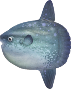 In-game image of ocean sunfish