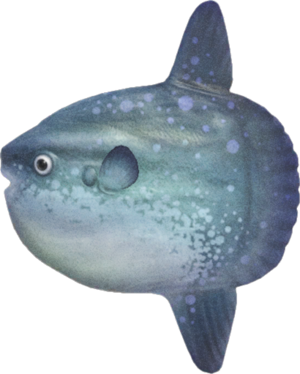 Ocean Sunfish NH.png