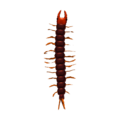 Centipede CF Model.png