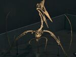 NH Quetzalcoatlus Museum.jpg