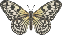 Paper Kite Butterfly NH.png