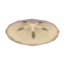 sand dollar