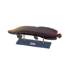 arapaima model
