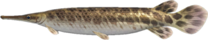 In-game image of gar
