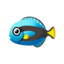 surgeonfish