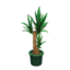 Yucca (Green)