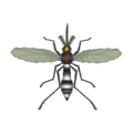 Mosquito CF Model.png