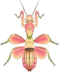 Artwork of orchid mantis