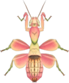 Orchid Mantis NH.png