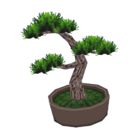 Ponderosa bonsai