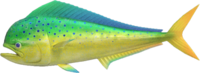 Artwork of Mahi-mahi