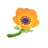 orange windflowers