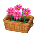 Pink Cosmos NL Model.png