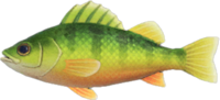 Artwork of Yellow perch