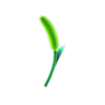 foxtail