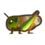 migratory locust