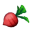 red turnip