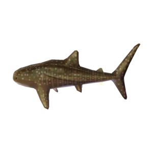 Whale Shark NL Model.png