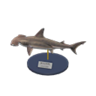 hammerhead shark model