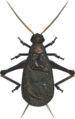 Bell Cricket NH.png