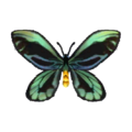 Birdwing Butterfly NL Model.png