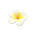 Plumeria hairpin's White variant