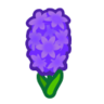 purple hyacinths