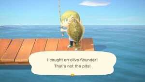 Caught Olive Flounder NH.jpg