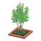 Evergreen Ash (Red) NH Icon.png
