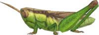 Artwork of Rice Grasshopper