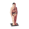 anatomical model