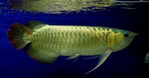 Arowana, Feed and Grow Fish Wikia