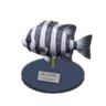 barred knifejaw model