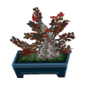 quince bonsai