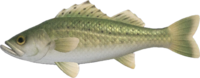 Artwork of Sea bass