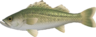 Sea bass